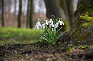 Snowdrops near the base of moss covered tree trunk photo