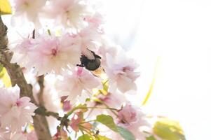 Spring nature scene background with cherry blossoms photo