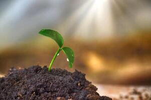 Small green seedling with droplet of water on leaves photo