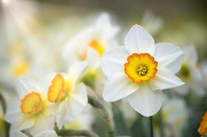 White daffodils also known as narcissus in full bloom photo