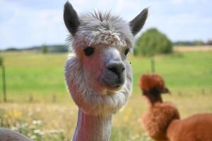 Alpaca with thick fluffy coat and pronounced hairstyle photo