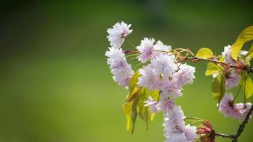 Sakura blossoms against a vivid green background photo