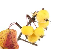 Malus sylvestris, the European crab apple over white photo