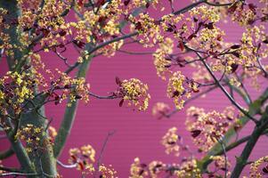 rojo arce hembra árbol cubierto con pequeño amarillo flores foto