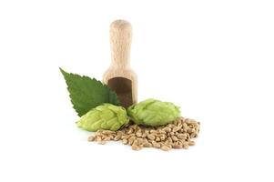 Wooden scoop with grains and hops isolated on white photo