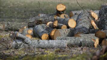 Freshly cut logs of different sizes piled up in forest photo