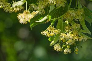 tilo árbol rama adornado con pequeño amarillo flores foto