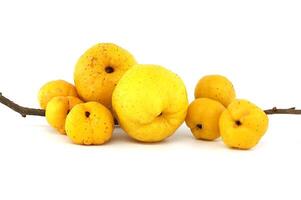 Golden-yellow ripe quince fruits isolated on white photo