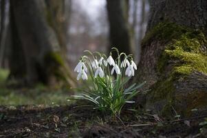 Snowdrops near the base of moss covered tree trunk photo