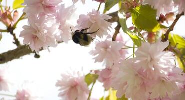 Spring nature scene background with cherry blossoms photo