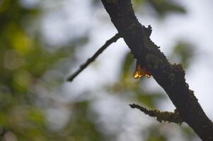 rama con un soltar de dorado resina en cerca arriba foto