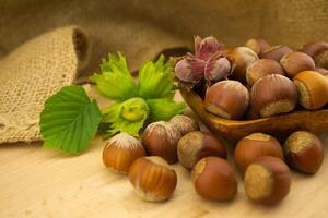 Fresh unshelled hazelnuts in front of the jute sack photo