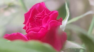 pequeño natural rojo Rosa antecedentes. foto