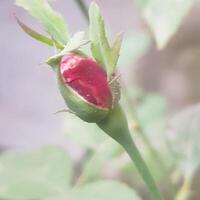 pequeño natural rojo Rosa koli antecedentes. foto