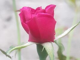 Small natural red rose background. photo