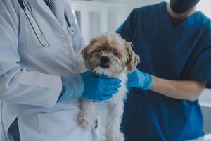 Vet examining dog and cat. Puppy and kitten at veterinarian doctor. Animal clinic. Pet check up and vaccination. Health care. photo