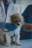 Vet examining dog and cat. Puppy and kitten at veterinarian doctor. Animal clinic. Pet check up and vaccination. Health care. photo