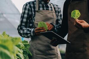 Organic farm ,Worker testing and collect environment data from bok choy organic vegetable at greenhouse farm garden. photo