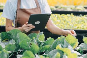 Organic farm ,Worker testing and collect environment data from bok choy organic vegetable at greenhouse farm garden. photo