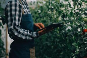 Organic farm ,Worker testing and collect environment data from bok choy organic vegetable at greenhouse farm garden. photo