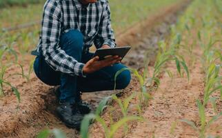 Organic farm ,Worker testing and collect environment data from bok choy organic vegetable at greenhouse farm garden. photo