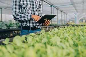 orgánico granja ,obrero pruebas y recoger ambiente datos desde bok choy orgánico vegetal a invernadero granja jardín. foto