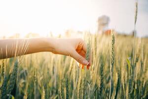 Smart farm. Farmer with tablet in the field. Agriculture, gardening or ecology concept. Harvesting. Agro business. photo