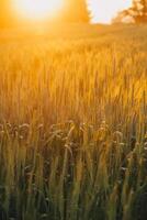 Paddy rice field before harvest with sunrise background. photo