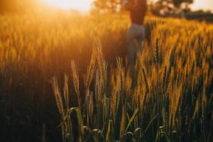 joven bonito mujer en rojo verano vestir y Paja sombrero caminando en amarillo granja campo con maduro dorado trigo disfrutando calentar noche. foto