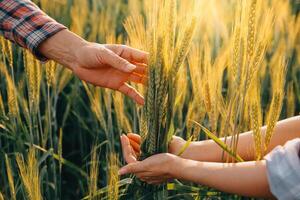 Smart farm. Farmer with tablet in the field. Agriculture, gardening or ecology concept. Harvesting. Agro business. photo