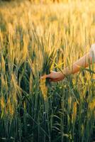 Smart farm. Farmer with tablet in the field. Agriculture, gardening or ecology concept. Harvesting. Agro business. photo