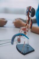 Doctor uses anatomical model to explain male urinary system. Model labeled with parts, doctor points and explains how they work together for urinary function, ensuring patient comprehension. photo