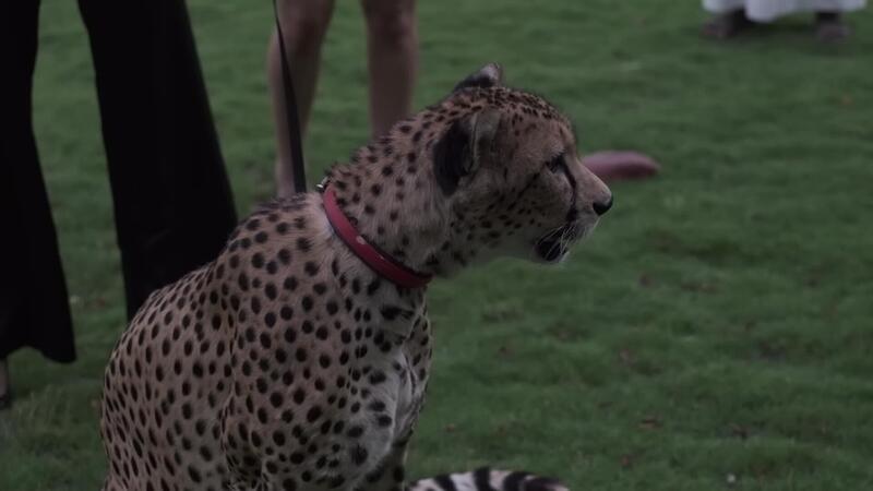 Cheetah Leap The Shocking Distance Revealed - aw8qrpg
