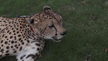 A tame cheetah in a collar and on a leash sits on the carpet video