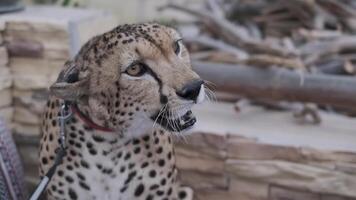 A tame cheetah in a collar and on a leash sits on the carpet video