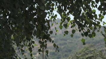 Visão do a verão montanhas através a folhagem do a árvore. ensolarado dia video