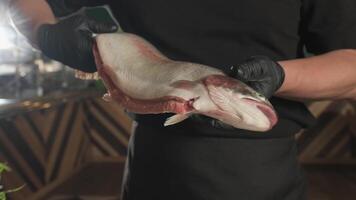 Chef in gloves throwing fish on a tray standing on a table among herbs and vegetables video