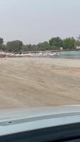 Vertical shooting of a flock of flamingos on a lake on a cloudy day. Video from a passing car.