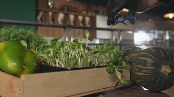 The chef cuts the greens growing on the table with scissors, surrounded by tomatoes and vegetables. video