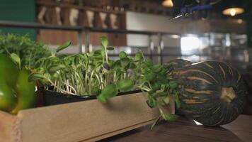 le chef coupes le légumes verts croissance sur le table avec ciseaux, entouré par tomates et des légumes. video