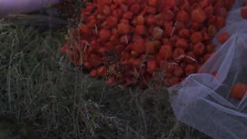 Close-up of torso of a young woman in autumn outfit of flowers and leaves lying in the grass among scattered apples video