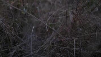 de cerca de otoño manzanas en montaña césped en el rayos de el ajuste Dom video