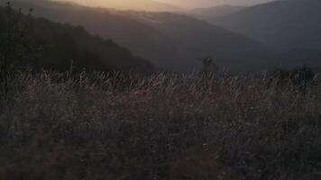 Herbst Berg Gras im das Strahlen von das Rahmen Sonne video