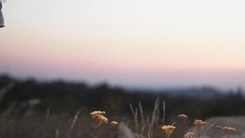 Close-up of autumn apples in mountain grass in the rays of the setting sun video