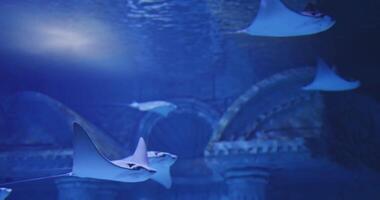 Flight in the water of the oceanarium of ocean stingrays video