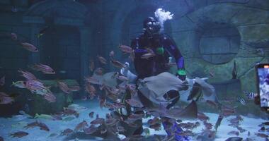 Scuba diver feeding marine fish in aquarium video