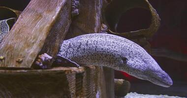 Large ocean fish in the city aquarium video