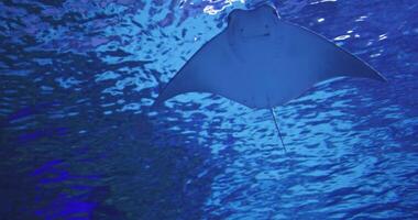 Flight in the water of the oceanarium of ocean stingrays video