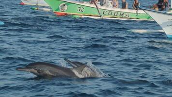 dauphins nager et sauter dans une clair bleu mer video