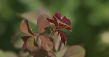 Macro shooting of rosehip leaves in a summer meadow on a sunny day video